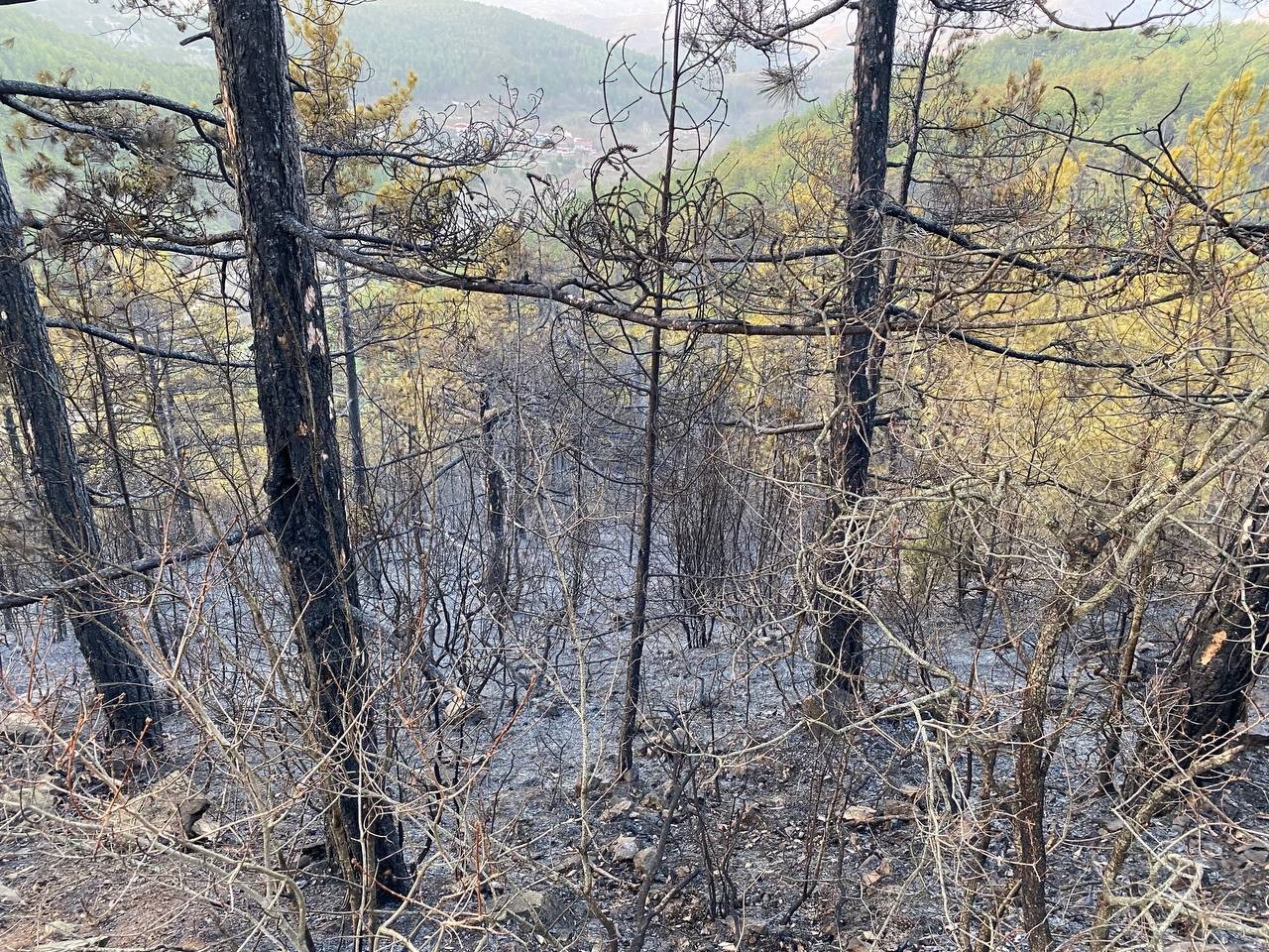 Bursa’da ormanlık alanda başlayan yangın rüzgarın etkisiyle kısa sürede büyüdü. Yaklaşık 60 hektarlık ormanlık alan yanarak küle döndü. Ekiplerin ...