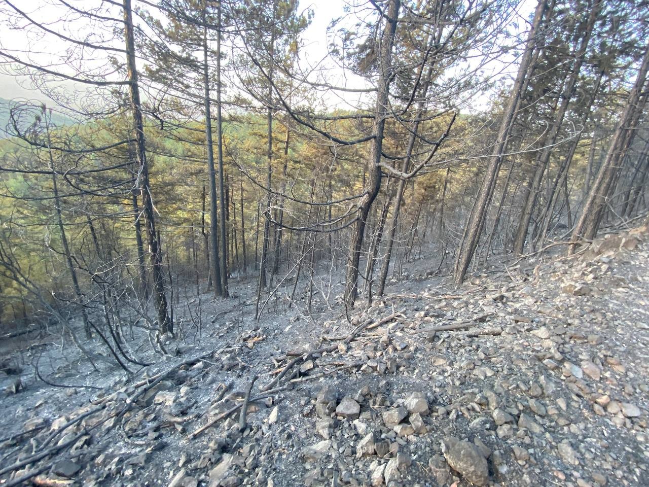 Bursa’da ormanlık alanda başlayan yangın rüzgarın etkisiyle kısa sürede büyüdü. Yaklaşık 60 hektarlık ormanlık alan yanarak küle döndü. Ekiplerin ...