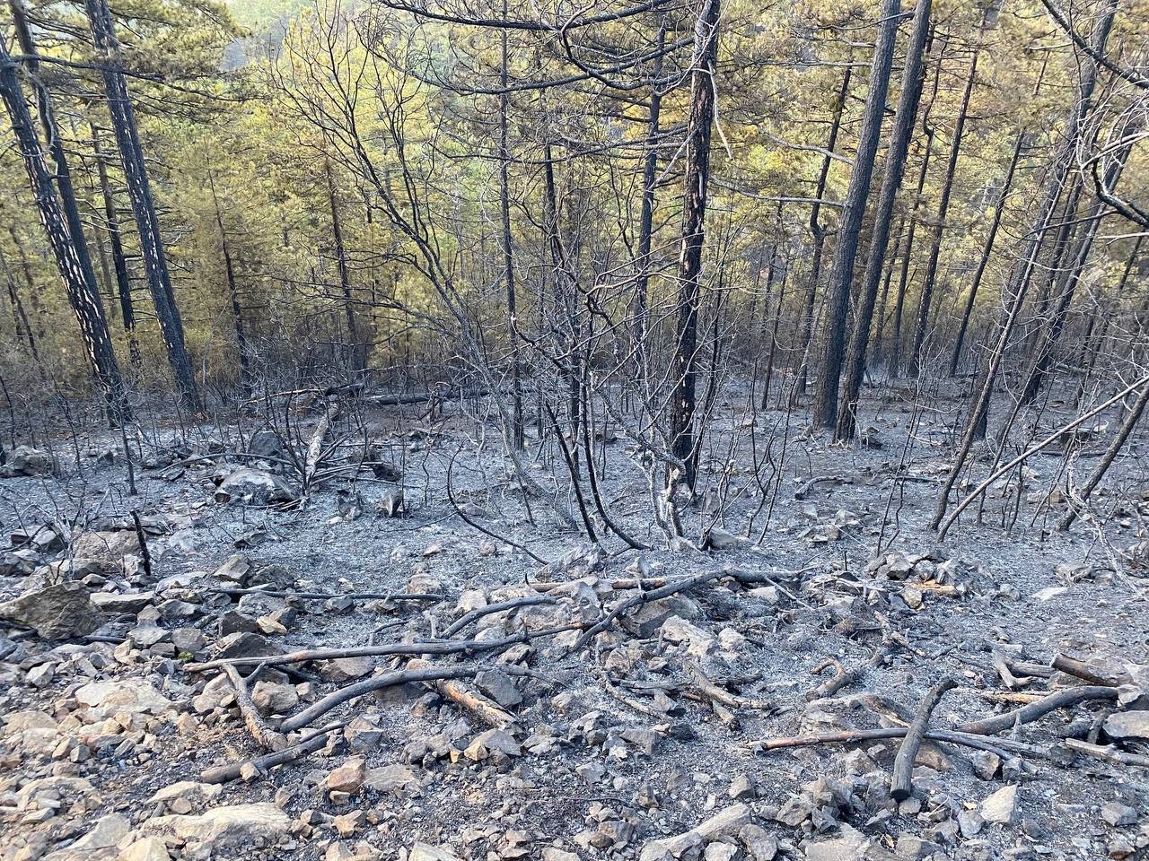 Bursa’da ormanlık alanda başlayan yangın rüzgarın etkisiyle kısa sürede büyüdü. Yaklaşık 60 hektarlık ormanlık alan yanarak küle döndü. Ekiplerin ...