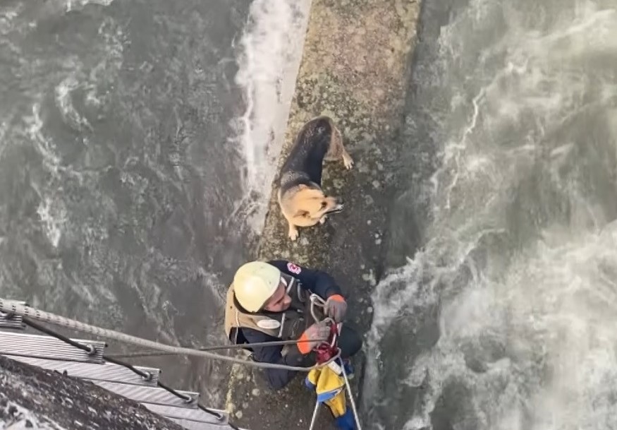 Kocaeli’nin Başiskele ilçesinde köpek derede mahsur kaldı. Bölgeye vinç çağıran itfaiye ekipleri, nefes kesen operasyon ile köpeği kurtardı ...