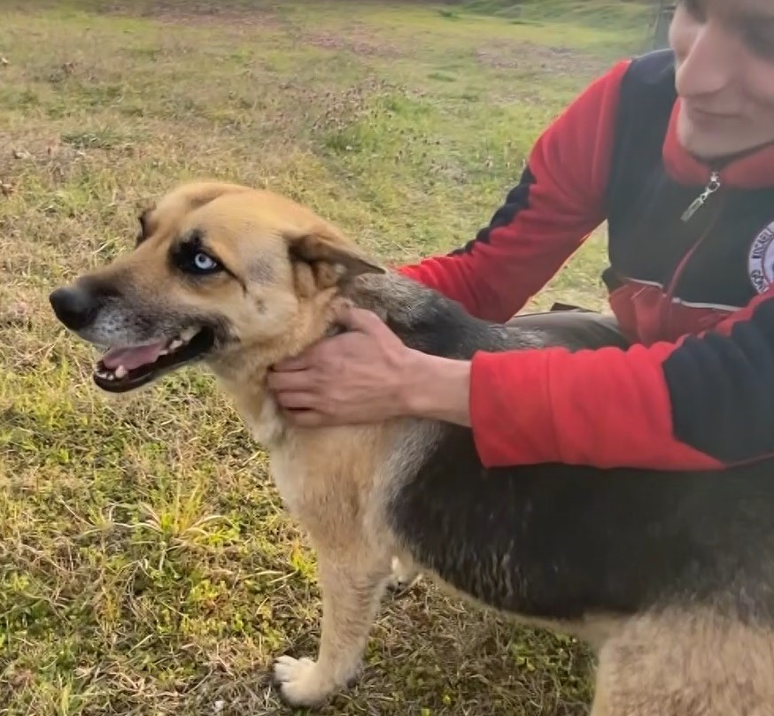 Kocaeli’nin Başiskele ilçesinde köpek derede mahsur kaldı. Bölgeye vinç çağıran itfaiye ekipleri, nefes kesen operasyon ile köpeği kurtardı ...