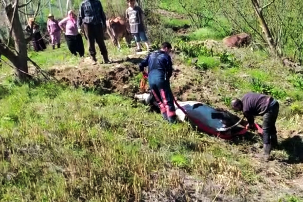 Sakarya’nın Karasu ilçesinde yol kenarında otladığı esnada dere yatağına düşen büyükbaş hayvan, itfaiye ekiplerinin uzun uğraşları neticesinde ...