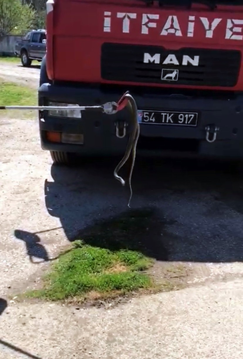 Sakarya’nın Akyazı ilçesinde bir eve giren yılan paniğe sebep oldu. İtfaiye ekiplerince yakalanan yılan doğaya salındı. Akyazı ilçesi Altındere ...