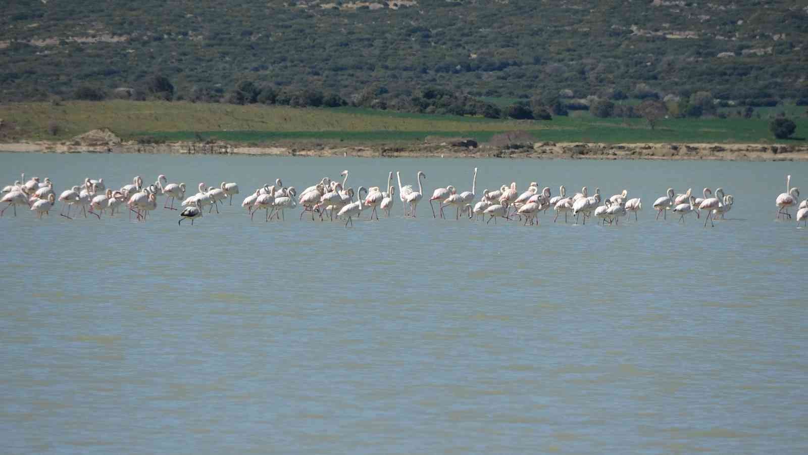 Çanakkale Savaşları’nın yaşandığı Tarihi Gelibolu Yarımadası’ndaki Büyük Anafarta köyü yakınlarında bulunan Suvla Gölü, göçmen kuşların en ...