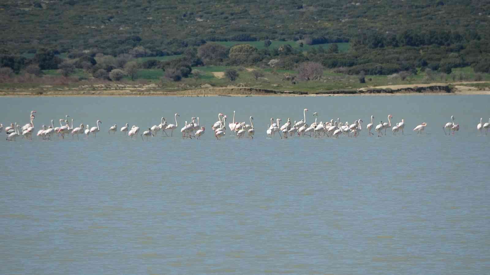 Çanakkale Savaşları’nın yaşandığı Tarihi Gelibolu Yarımadası’ndaki Büyük Anafarta köyü yakınlarında bulunan Suvla Gölü, göçmen kuşların en ...