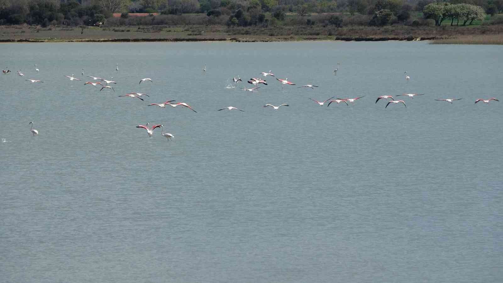 Çanakkale Savaşları’nın yaşandığı Tarihi Gelibolu Yarımadası’ndaki Büyük Anafarta köyü yakınlarında bulunan Suvla Gölü, göçmen kuşların en ...