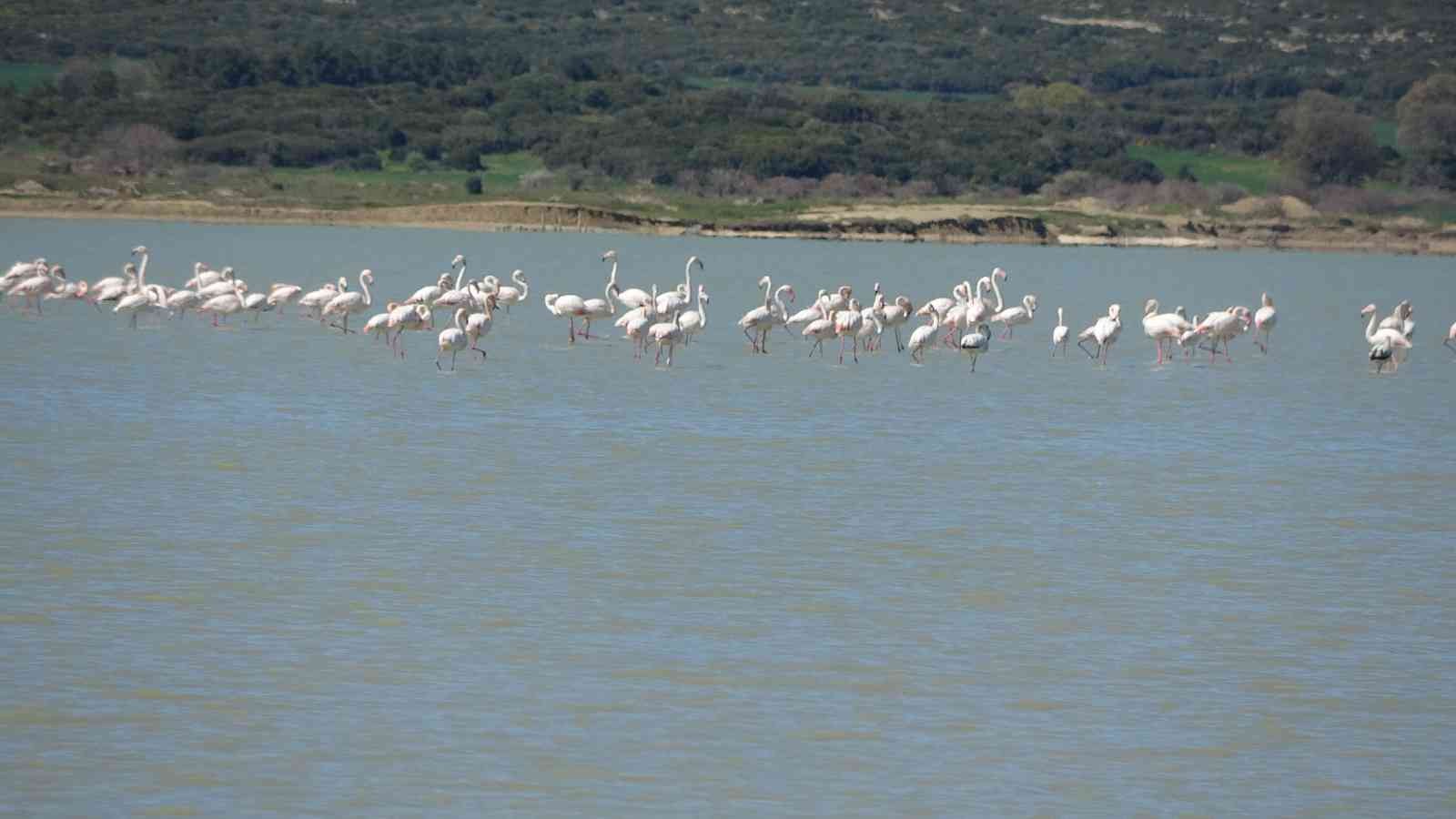 Çanakkale Savaşları’nın yaşandığı Tarihi Gelibolu Yarımadası’ndaki Büyük Anafarta köyü yakınlarında bulunan Suvla Gölü, göçmen kuşların en ...