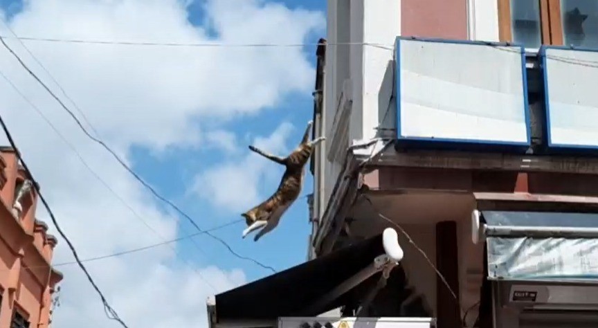 Edirne’de bir iş yerinin tabelasında mahsur kalan yavru kedi için itfaiye ekipleri seferber oldu. Ekiplerin çalışmaları sırasında kedi yüksekten ...