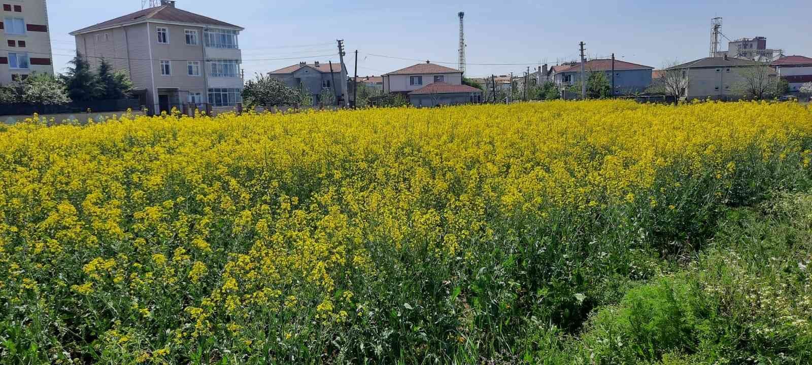 Tekirdağ’ın Muratlı İlçe Tarım ve Orman Müdürlüğü’nce kanola üreticilerine yönelik uyarı yapıldı. Muratlı İlçe Tarım ve Orman Müdürlüğü’nden ...