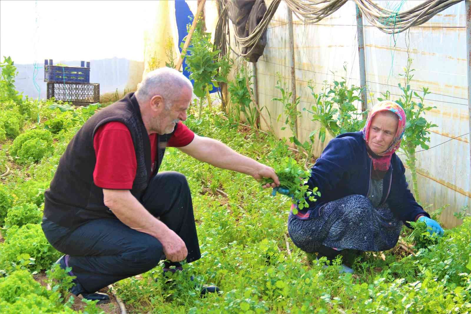 Kocaeli’nin Gebze ilçesinde yıllardır seracılık işi yapan bir aile, emek verip ürettikleri ürünlerin kendilerinden cüzi bir miktara satın ...