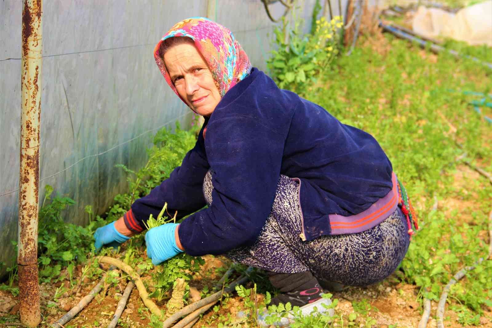 Kocaeli’nin Gebze ilçesinde yıllardır seracılık işi yapan bir aile, emek verip ürettikleri ürünlerin kendilerinden cüzi bir miktara satın ...