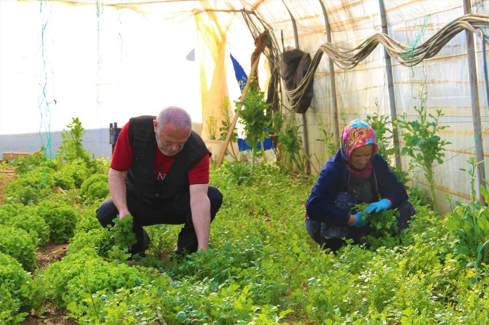 Kocaeli’nin Gebze ilçesinde yıllardır seracılık işi yapan bir aile, emek verip ürettikleri ürünlerin kendilerinden cüzi bir miktara satın ...