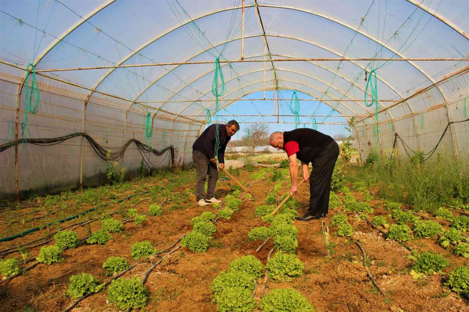 Kocaeli’nin Gebze ilçesinde yıllardır seracılık işi yapan bir aile, emek verip ürettikleri ürünlerin kendilerinden cüzi bir miktara satın ...