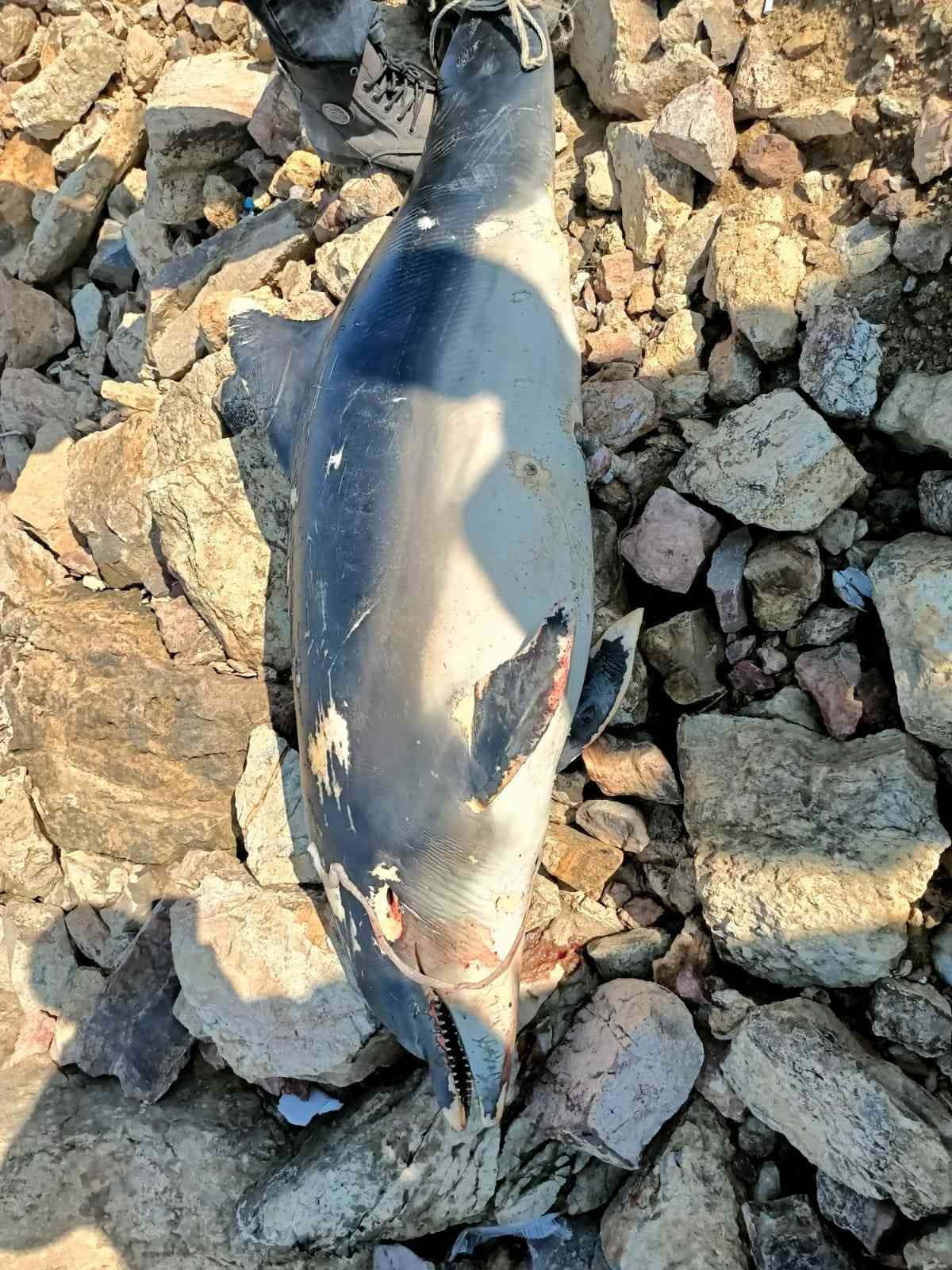 Kocaeli’nin Darıca ilçesinde sahile ölü yunus balığı vurdu. Olay, Bayramoğlu Mahallesi’nde bulunan Balyanoz Koyu’nda meydana geldi. Edinilen ...