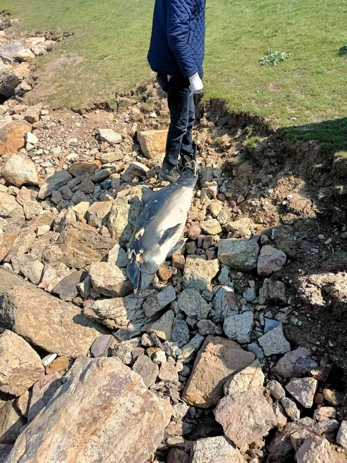 Kocaeli’nin Darıca ilçesinde sahile ölü yunus balığı vurdu. Olay, Bayramoğlu Mahallesi’nde bulunan Balyanoz Koyu’nda meydana geldi. Edinilen ...