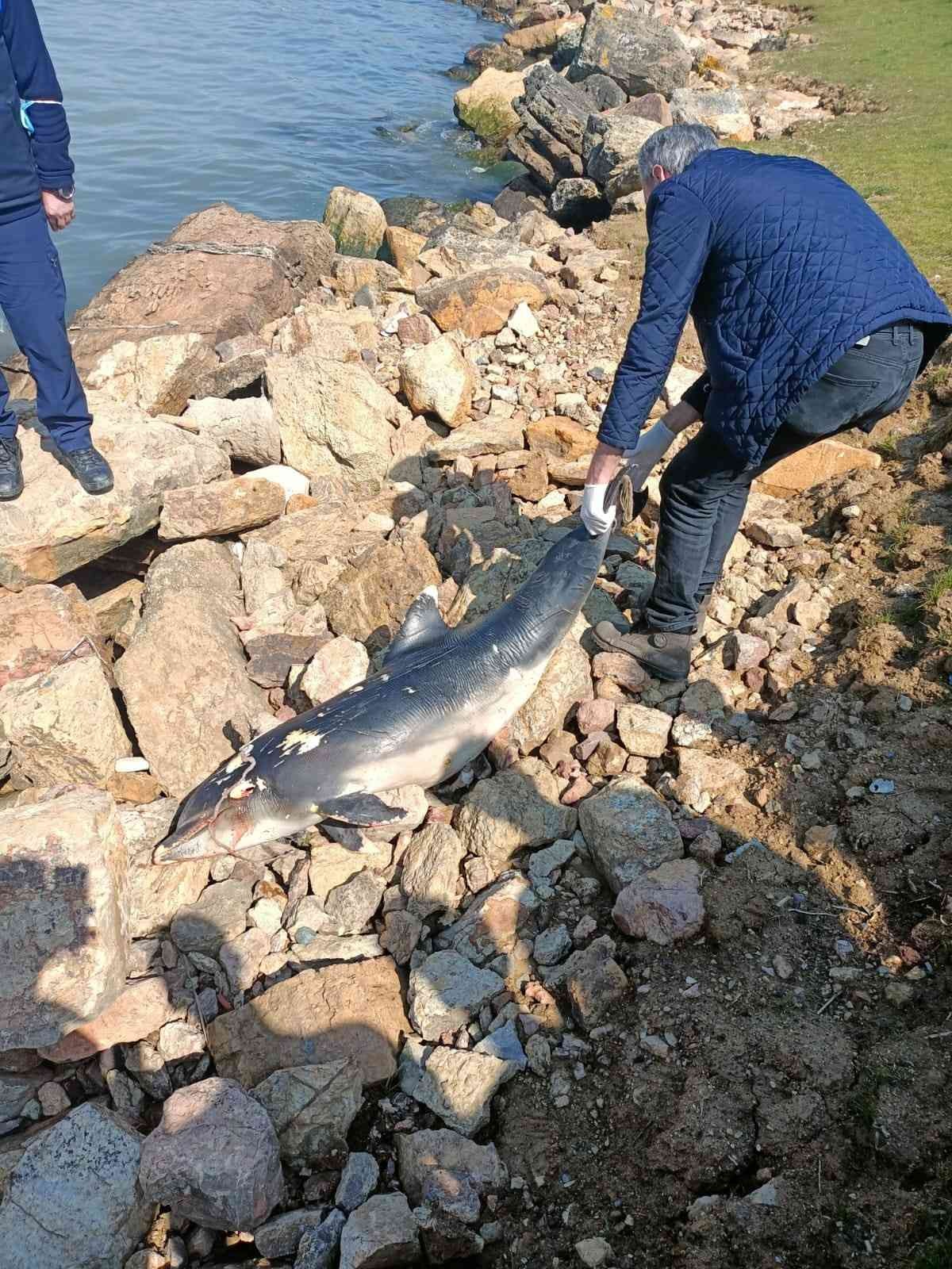 Kocaeli’nin Darıca ilçesinde sahile ölü yunus balığı vurdu. Olay, Bayramoğlu Mahallesi’nde bulunan Balyanoz Koyu’nda meydana geldi. Edinilen ...