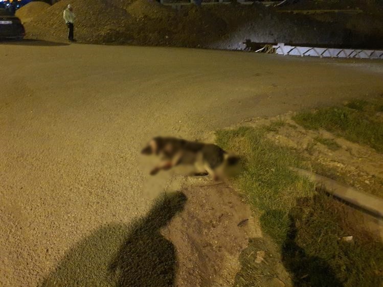 Bursa’nın İnegöl ilçesinde meydana gelen kazada köpeğe çarpan otomobil, şarampole uçtu; sürücüsü yaralandı. Kaza Bursa-Ankara karayolu üzeri ...