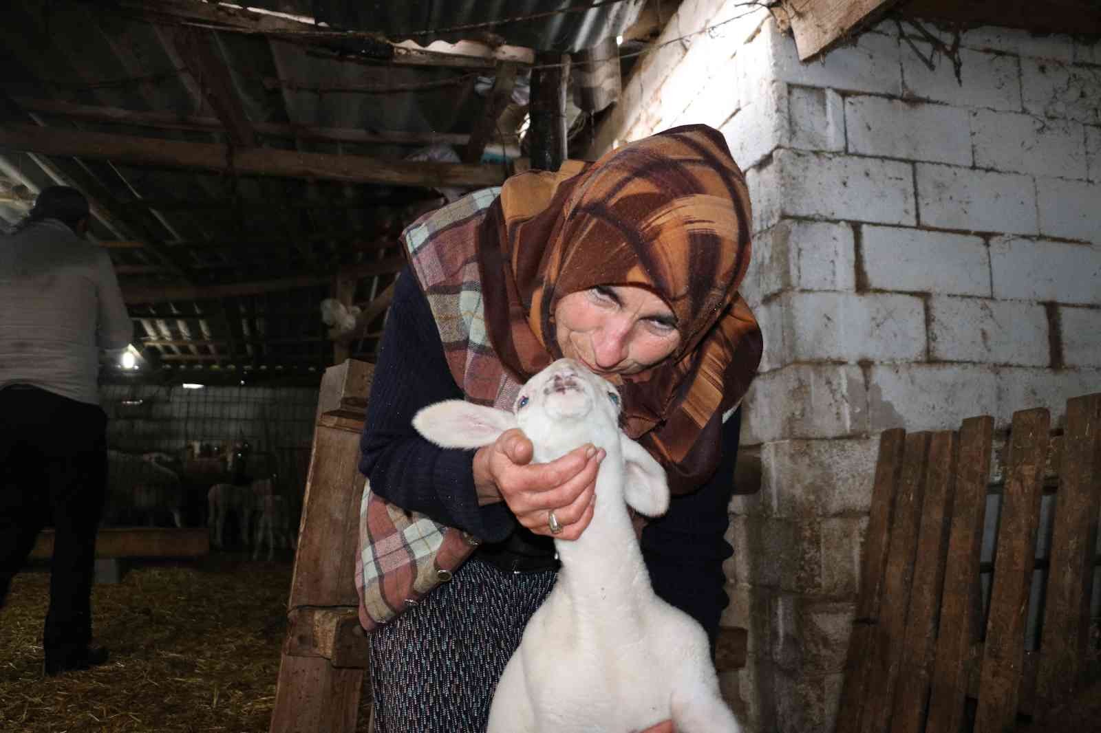 KIRKLARELİ (İHA) – Kırklareli’nde kurtların saldırısı sonucu küçükbaş hayvanları telef olan Hümiye Hırçın, “İçim parçalandı. Hayvanların sesini ...