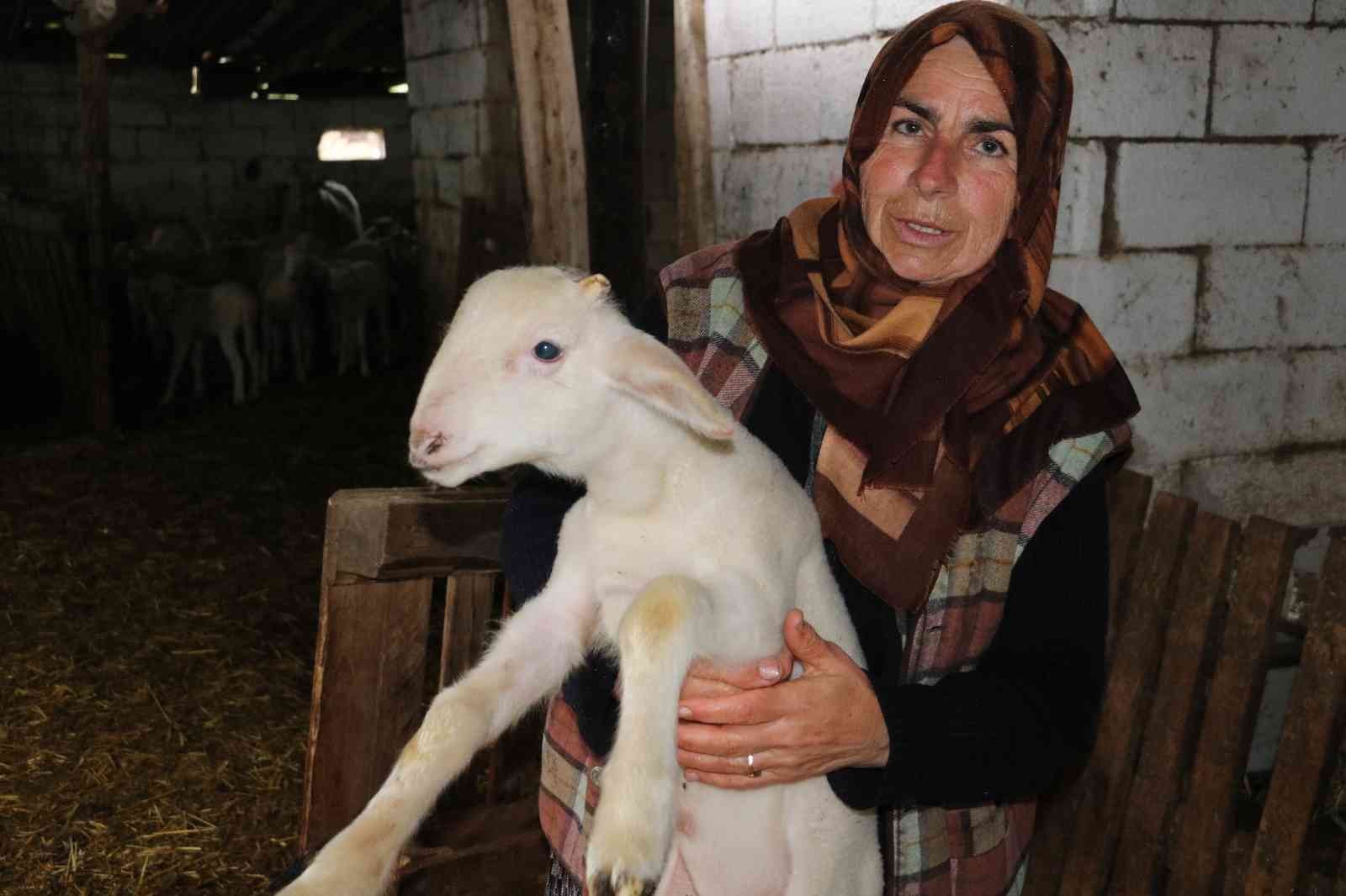 KIRKLARELİ (İHA) – Kırklareli’nde kurtların saldırısı sonucu küçükbaş hayvanları telef olan Hümiye Hırçın, “İçim parçalandı. Hayvanların sesini ...