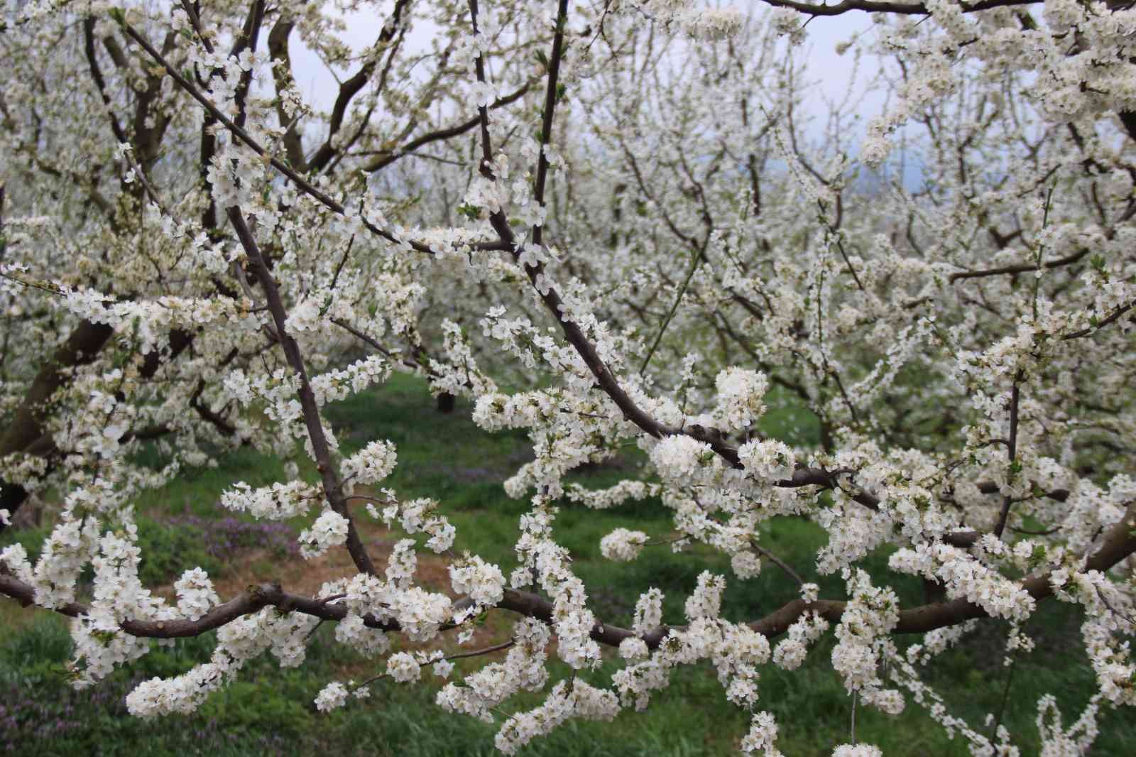 Kocaeli’nin Kartepe ilçesinde yetişen ve lezzetiyle ün salan Eşme eriği ağaçları çiçek açtı. Üreticiler, soğuk hava sebebiyle erik ağaçlarının ...