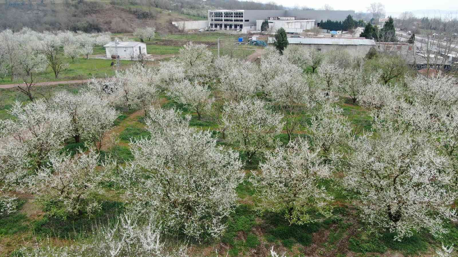 Kocaeli’nin Kartepe ilçesinde yetişen ve lezzetiyle ün salan Eşme eriği ağaçları çiçek açtı. Üreticiler, soğuk hava sebebiyle erik ağaçlarının ...