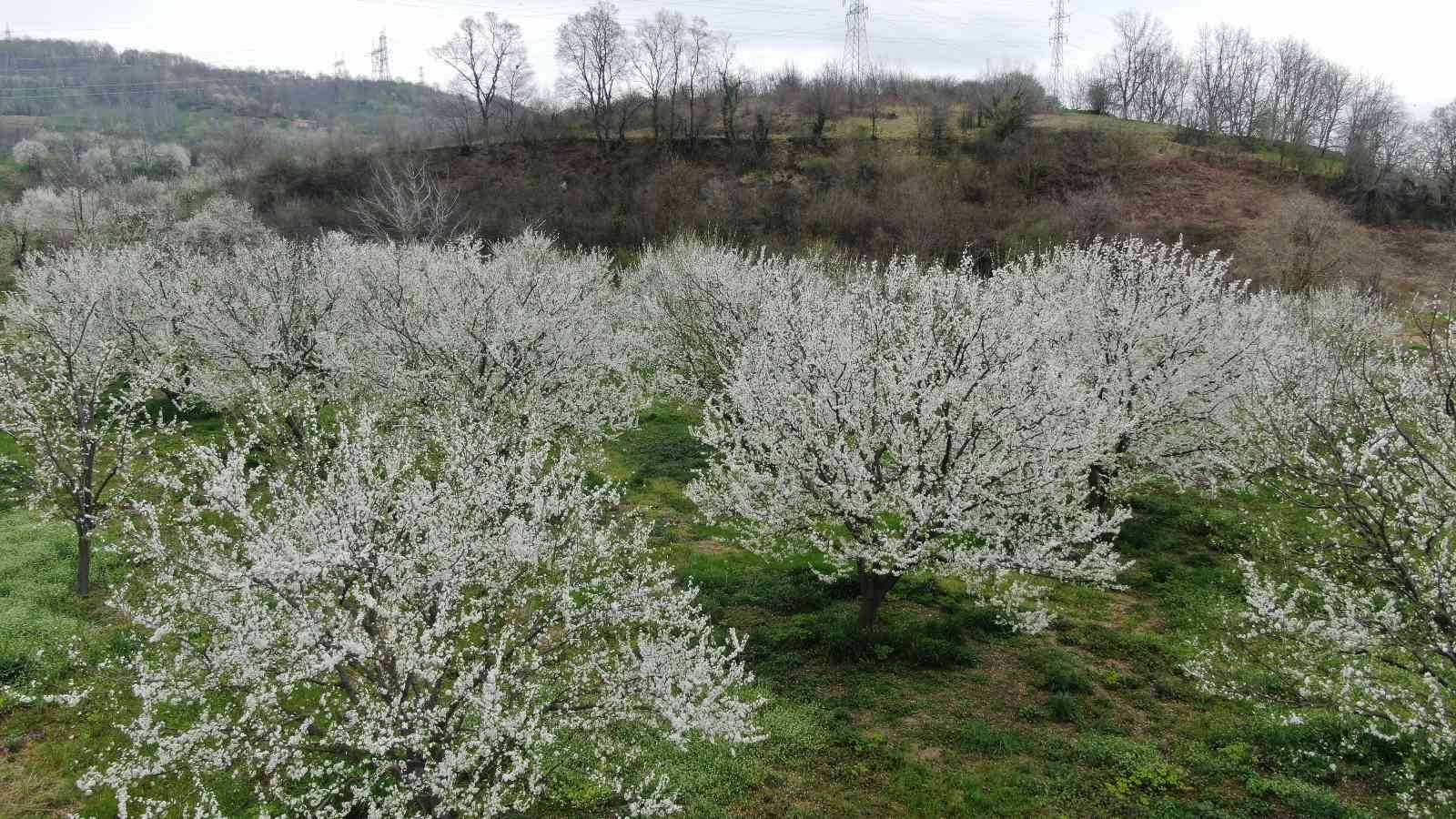 Kocaeli’nin Kartepe ilçesinde yetişen ve lezzetiyle ün salan Eşme eriği ağaçları çiçek açtı. Üreticiler, soğuk hava sebebiyle erik ağaçlarının ...