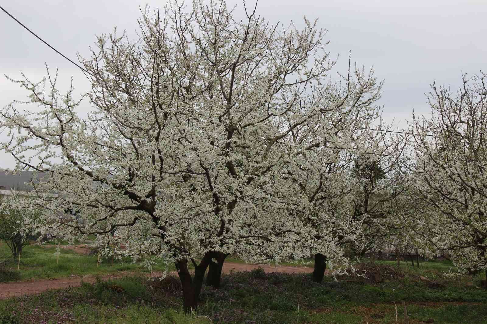 Kocaeli’nin Kartepe ilçesinde yetişen ve lezzetiyle ün salan Eşme eriği ağaçları çiçek açtı. Üreticiler, soğuk hava sebebiyle erik ağaçlarının ...