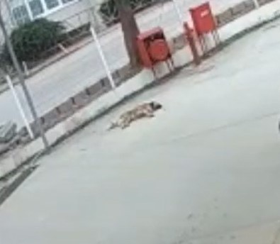 Kocaeli’de otomobilin çarptığı köpek, aracın altında metrelerce sürüklendi. O anlar bir iş yerinin güvenlik kamerasına yansıdı. Olay, dün Gölcük ...