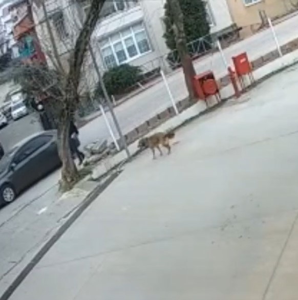 Kocaeli’de otomobilin çarptığı köpek, aracın altında metrelerce sürüklendi. O anlar bir iş yerinin güvenlik kamerasına yansıdı. Olay, dün Gölcük ...