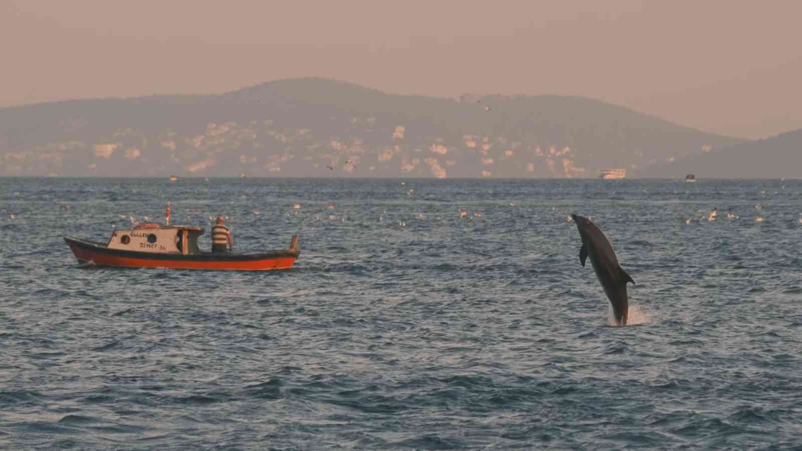 Alman amatör fotoğrafçı Johannes Moths, 2 yıl boyunca İstanbul’da yunus balıklarını görüntüledi. Alman fotoğrafçının sosyal medyada yayınladığı ...