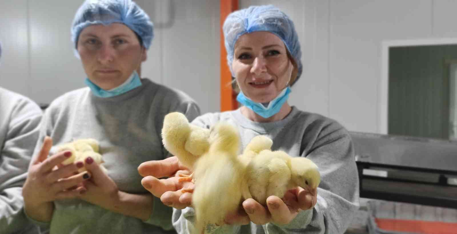 Türk civcivi; Gürcistan’dan çıkıp dünyayı feth etmeyi planlıyor. Beyaz et sektörünün ihracat rekortmeni Bursalı tavuk firması Türkiye’de bir ilke ...