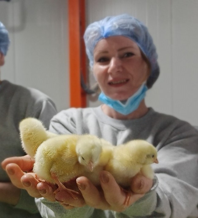 Türk civcivi; Gürcistan’dan çıkıp dünyayı feth etmeyi planlıyor. Beyaz et sektörünün ihracat rekortmeni Bursalı tavuk firması Türkiye’de bir ilke ...