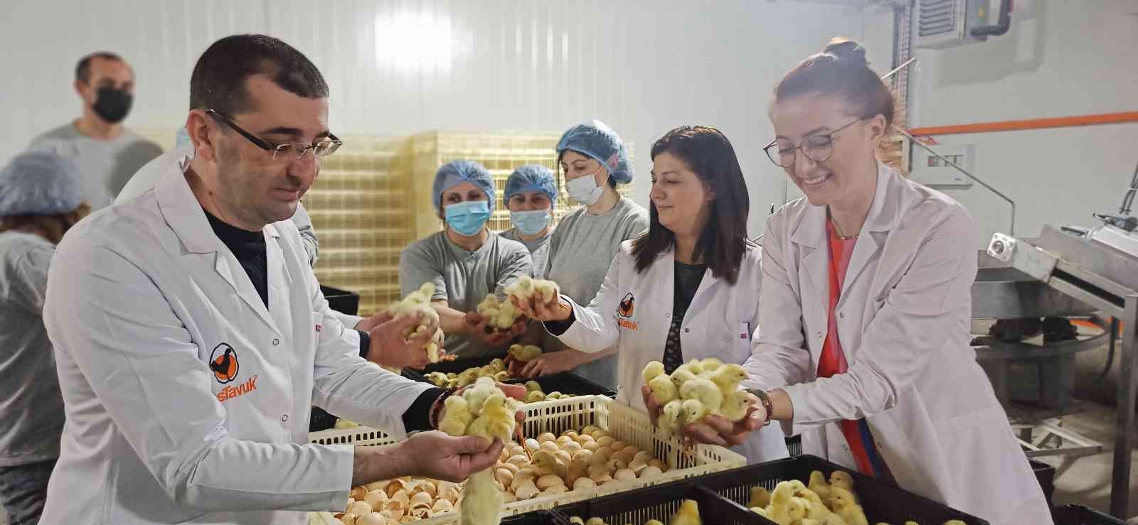 Türk civcivi; Gürcistan’dan çıkıp dünyayı feth etmeyi planlıyor. Beyaz et sektörünün ihracat rekortmeni Bursalı tavuk firması Türkiye’de bir ilke ...