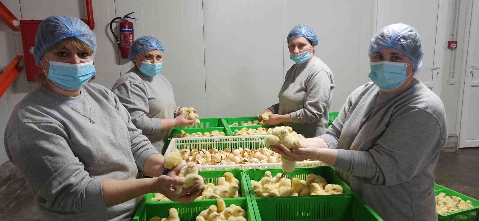 Türk civcivi; Gürcistan’dan çıkıp dünyayı feth etmeyi planlıyor. Beyaz et sektörünün ihracat rekortmeni Bursalı tavuk firması Türkiye’de bir ilke ...