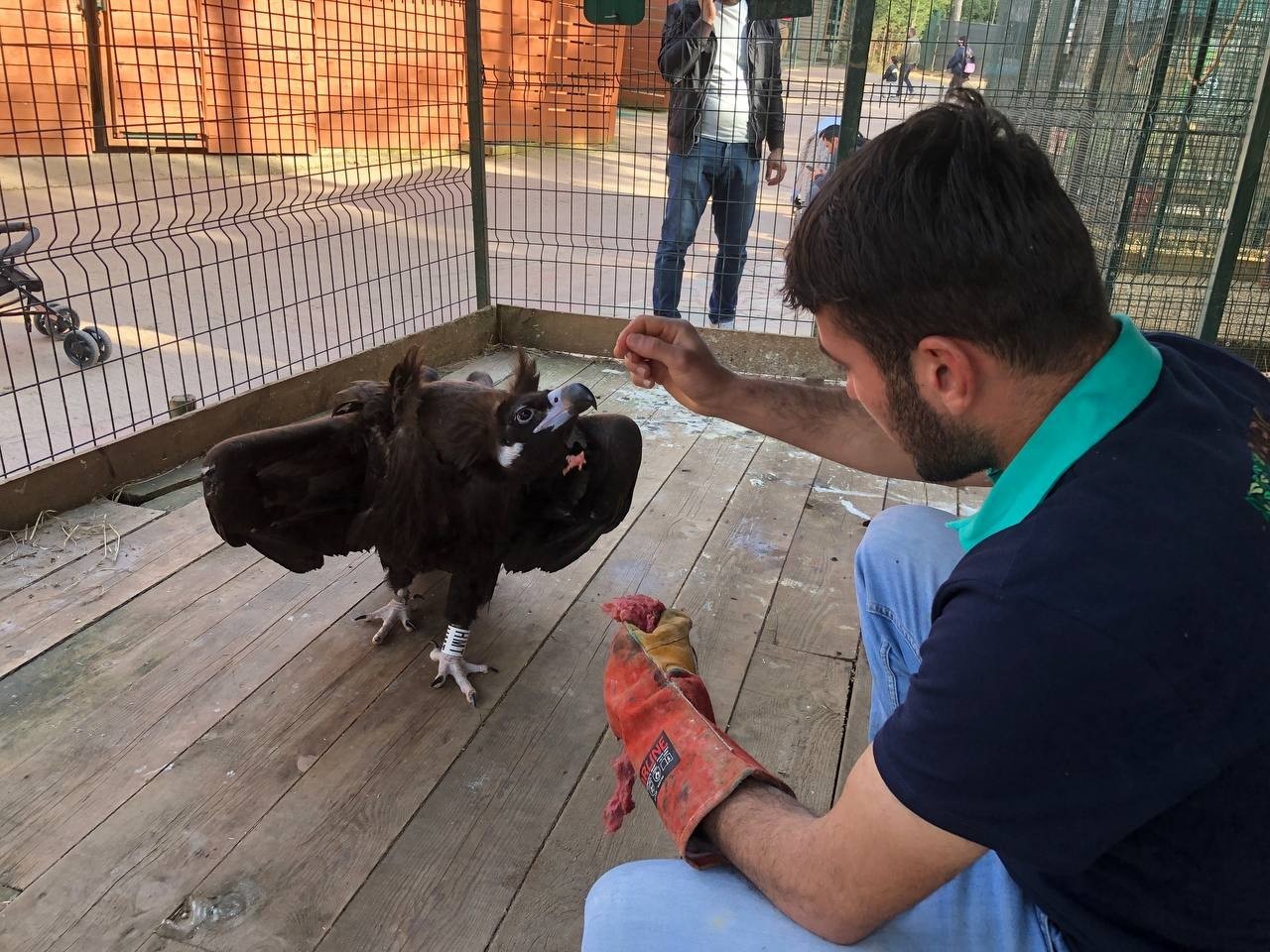 Tekirdağ semalarında göç yolculuğu yaptığı sırada yorgun düşerek uçamayan kara akbaba, İstanbul Çekmeköy’de bulunan hayvanat bahçesinde şifa ...