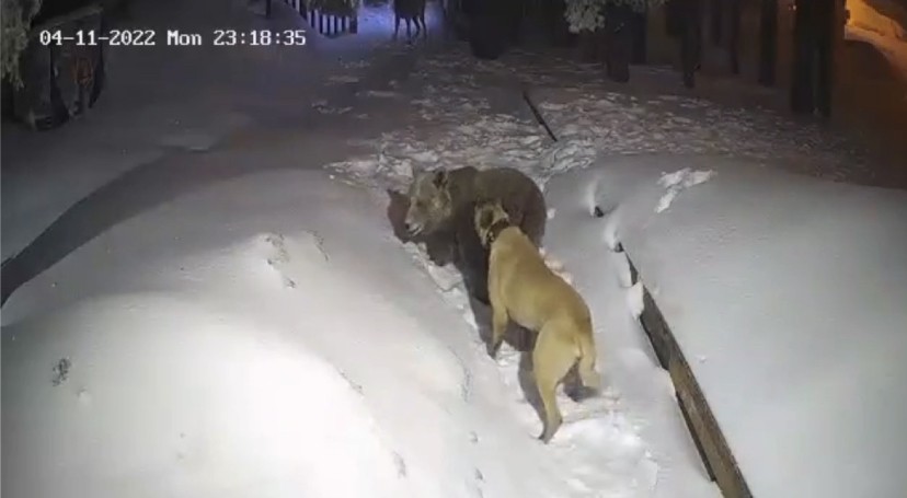 Kış turizminin önemli merkezlerinden Uludağ’da, ormandan yerleşime yemek aramaya inen ayıyı gören bir kişi hızlıca kaçarak canını kurtardı ...