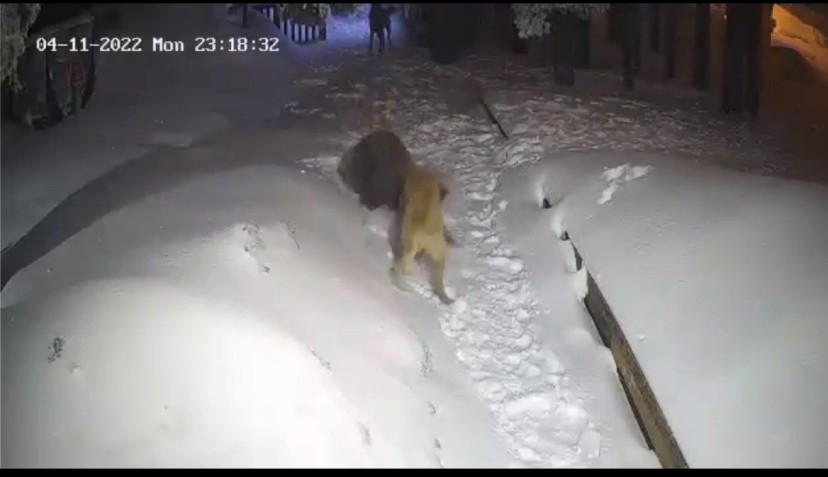 Kış turizminin önemli merkezlerinden Uludağ’da, ormandan yerleşime yemek aramaya inen ayıyı gören bir kişi hızlıca kaçarak canını kurtardı ...