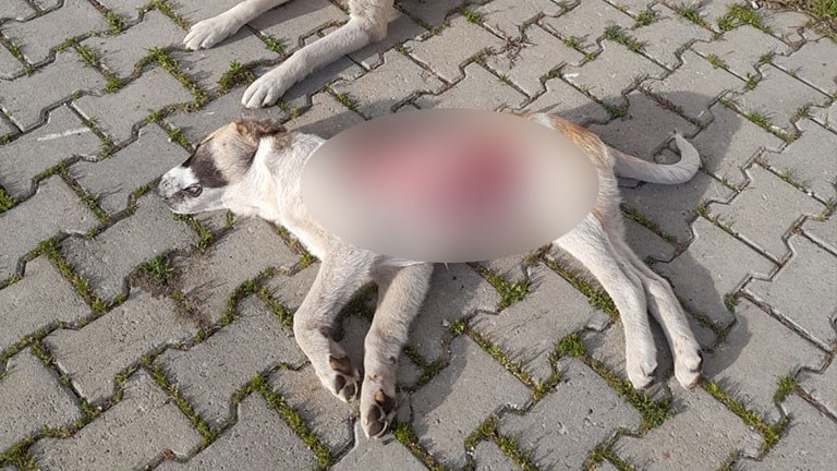 Edirne’de 4 aylık sokak köpeği derisi yüzülmüş halde ölü olarak bulundu. Akıllara durgunluk veren olay, Keşan ilçesine bağlı Beğendik Belediyesi ...