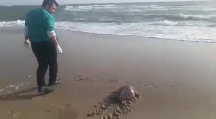 Balıkesir’in Ayvalık ilçesinde sahilde bulunan yeşil deniz kaplumbağası (Cheonia Mydas) tedavisi sonrasında doğal yaşam alanına salıverildi ...