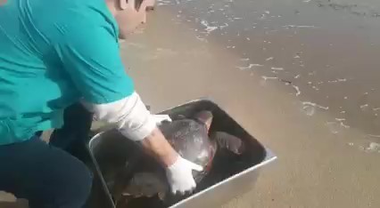 Balıkesir’in Ayvalık ilçesinde sahilde bulunan yeşil deniz kaplumbağası (Cheonia Mydas) tedavisi sonrasında doğal yaşam alanına salıverildi ...