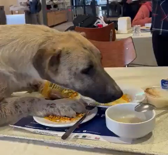 KOCAELİ (İHA) – Kocaeli Üniversitesi çevresine bırakılarak kaderine terk edilen onlarca köpek kampüste tehlike arz ediyor. Aç kalan bir köpek ...