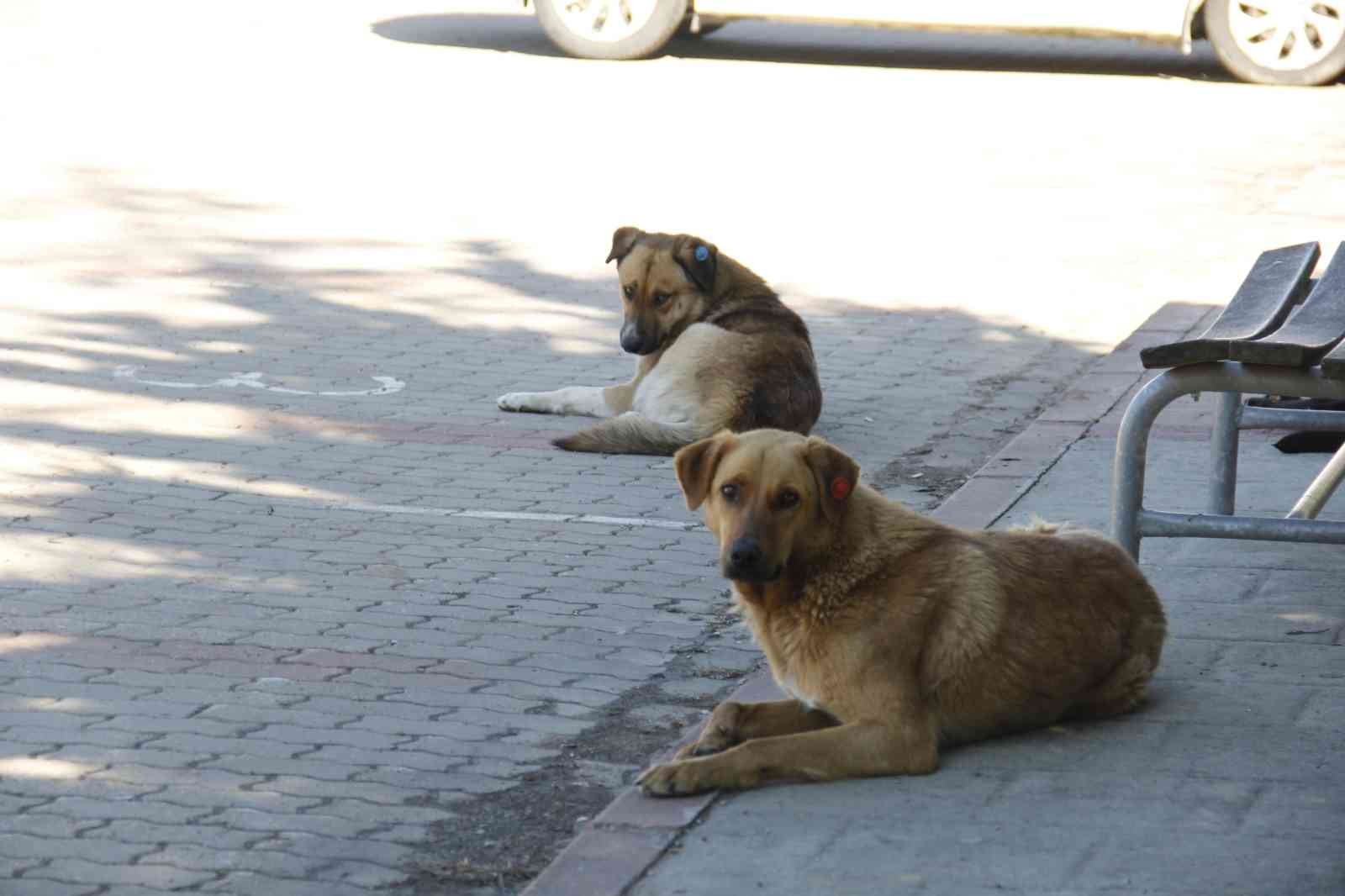 KOCAELİ (İHA) – Kocaeli Üniversitesi çevresine bırakılarak kaderine terk edilen onlarca köpek kampüste tehlike arz ediyor. Aç kalan bir köpek ...