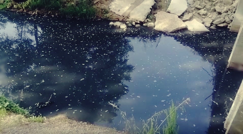 Tekirdağ’ın Malkara ilçesinde bulunan Çimendere deresinde yaşanan balık ölümleri korkutuyor. Çimendere Mahallesi’nden geçen Çimendere deresinde ...