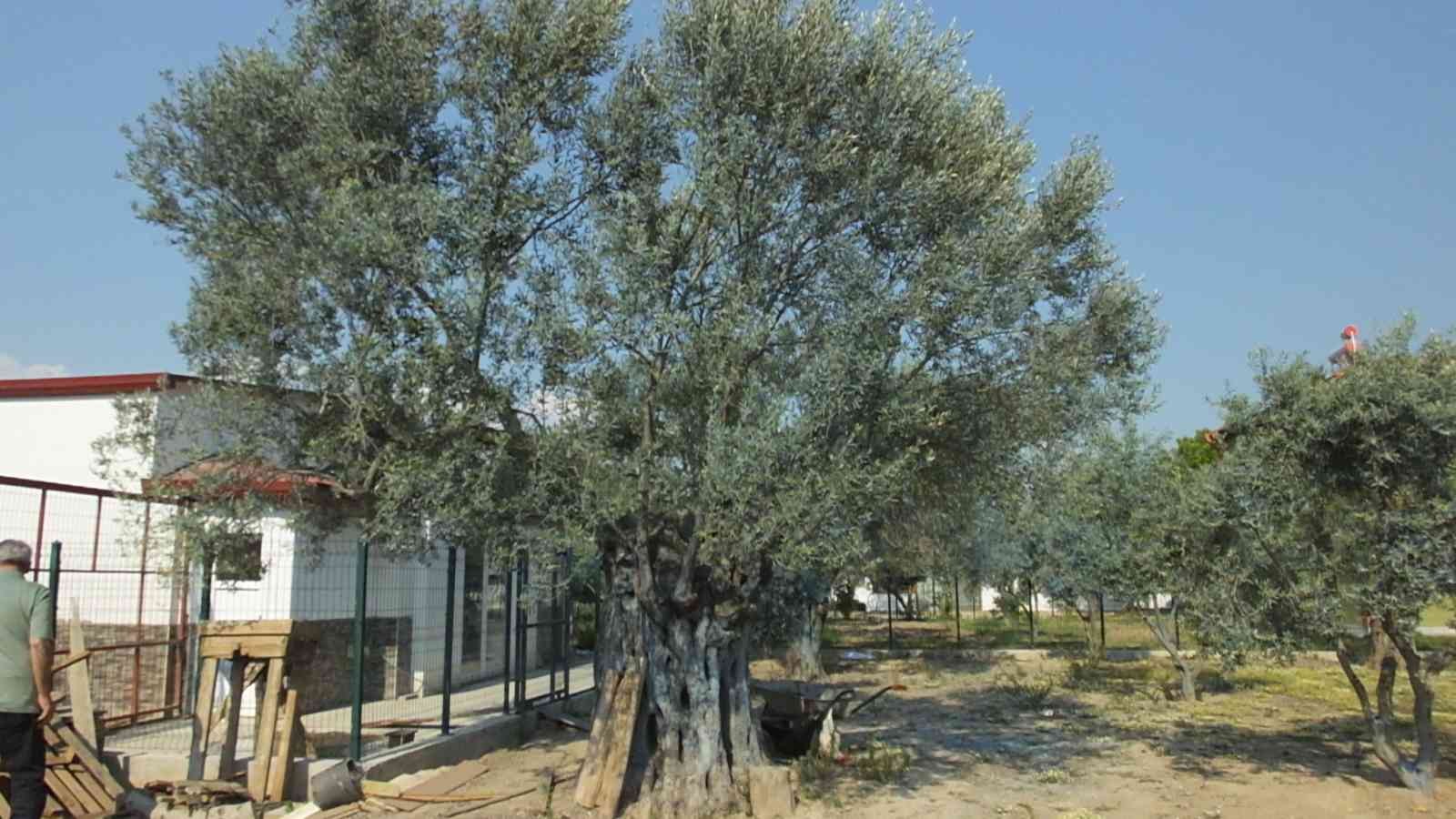 Burhaniye ilçesinde, 50 yıl Almanya’da kaldıktan sonra dönüş yapan Hasan Ustabaşı, bahçesindeki bin 300 yıllık zeytin ağacı ile adeta sohbet ...