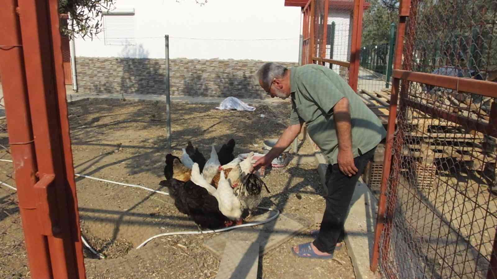 Burhaniye ilçesinde, 50 yıl Almanya’da kaldıktan sonra dönüş yapan Hasan Ustabaşı, bahçesindeki bin 300 yıllık zeytin ağacı ile adeta sohbet ...