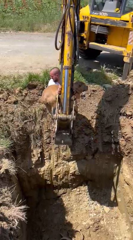 Tekirdağ’ın Süleymanpaşa ilçesinde çukura düşen köpek, kepçeyle kurtarıldı. Olay, Tekirdağ’ın Süleymanpaşa ilçesine bağlı Altınova mahallesinde ...