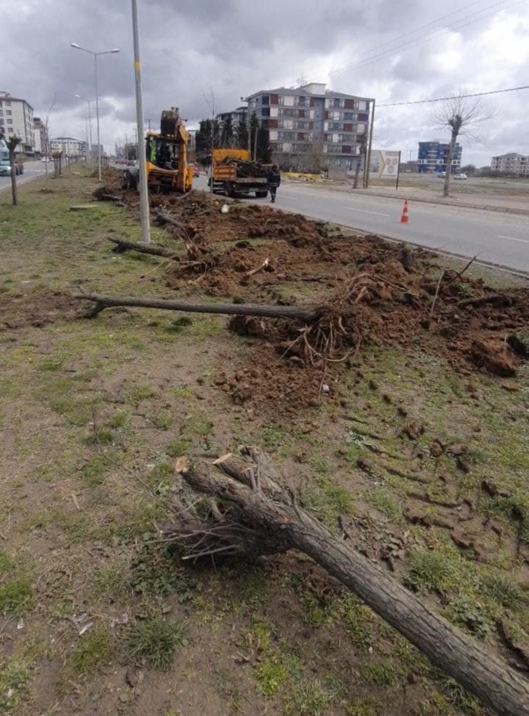 Tekirdağ’ın Çerkezköy ilçesinde yaklaşık 2 ay önce sökülen ağaçlarla ilgili verilen soru önergesine CHP’li Tekirdağ Büyükşehir Belediyesi’nin ...