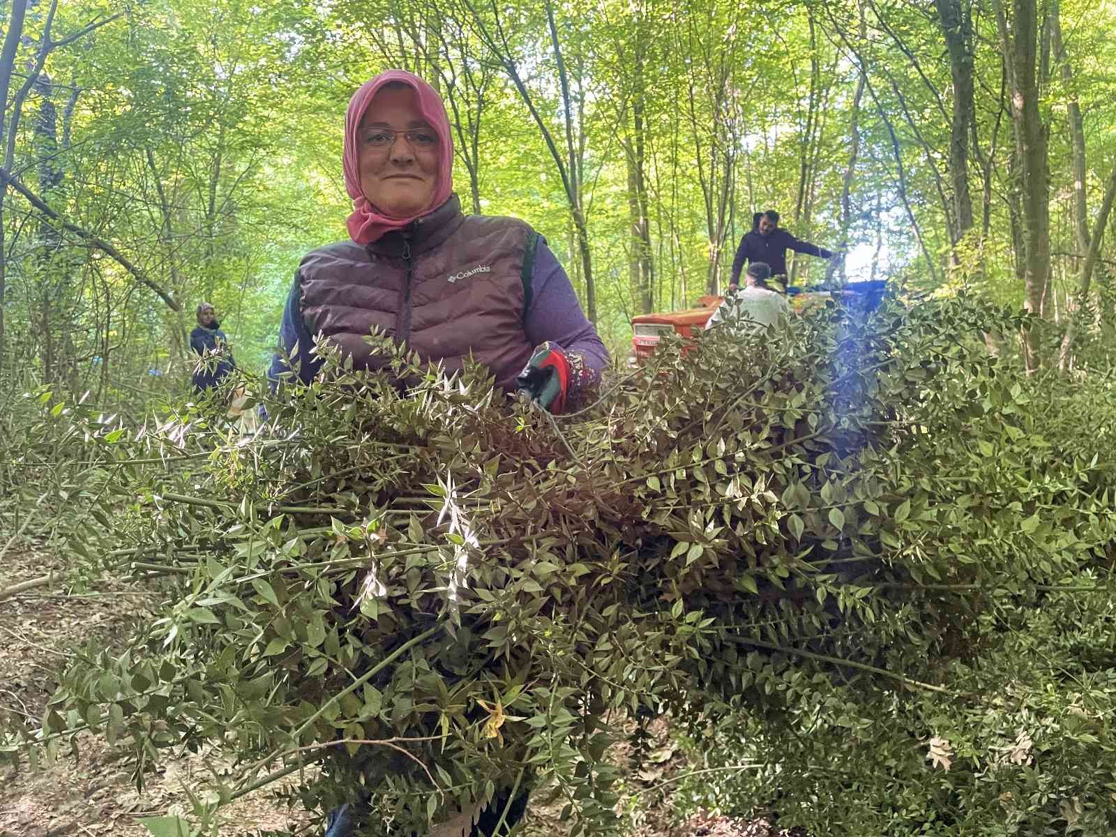 Sakarya’nın Kaynarca ilçesinde ormanlık alanda ‘tavşan memesi’ yandak dikeni olarak ta bilinen bitkiyi toplayan kadınlar zorlu şartlar altında ...