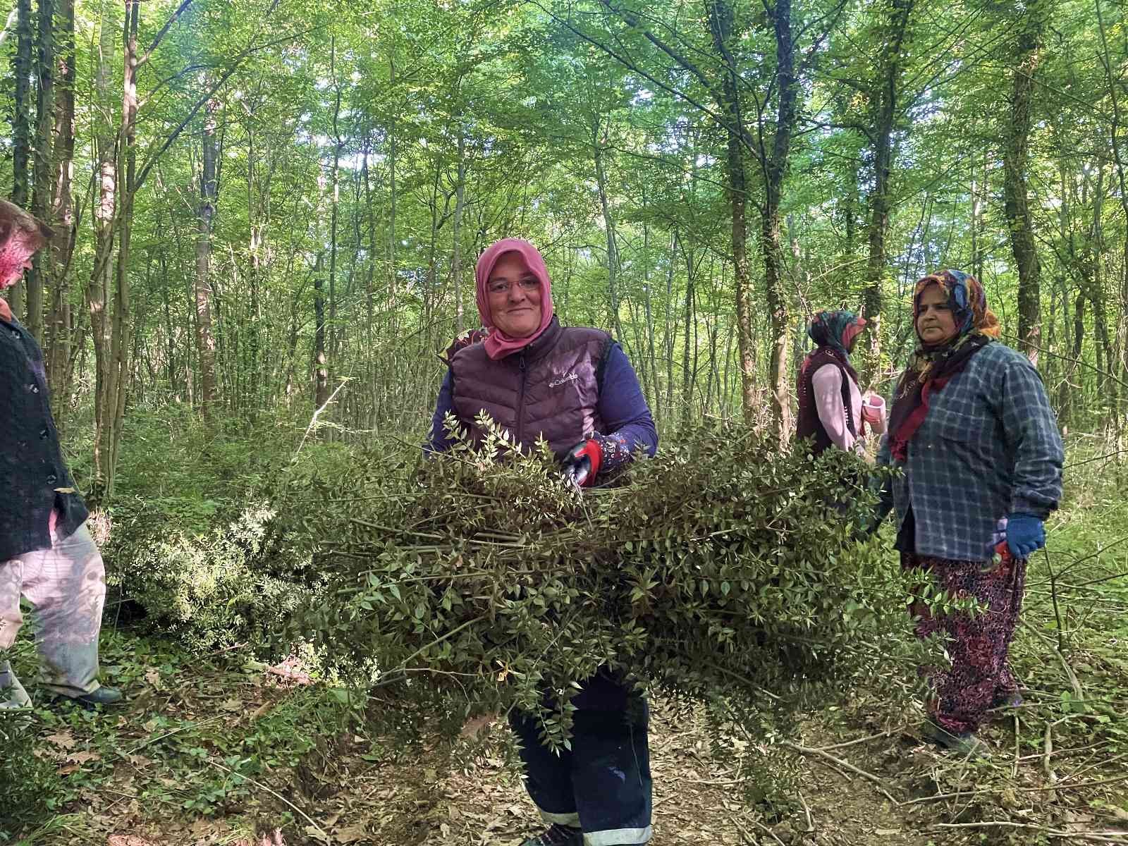 Sakarya’nın Kaynarca ilçesinde ormanlık alanda ‘tavşan memesi’ yandak dikeni olarak ta bilinen bitkiyi toplayan kadınlar zorlu şartlar altında ...