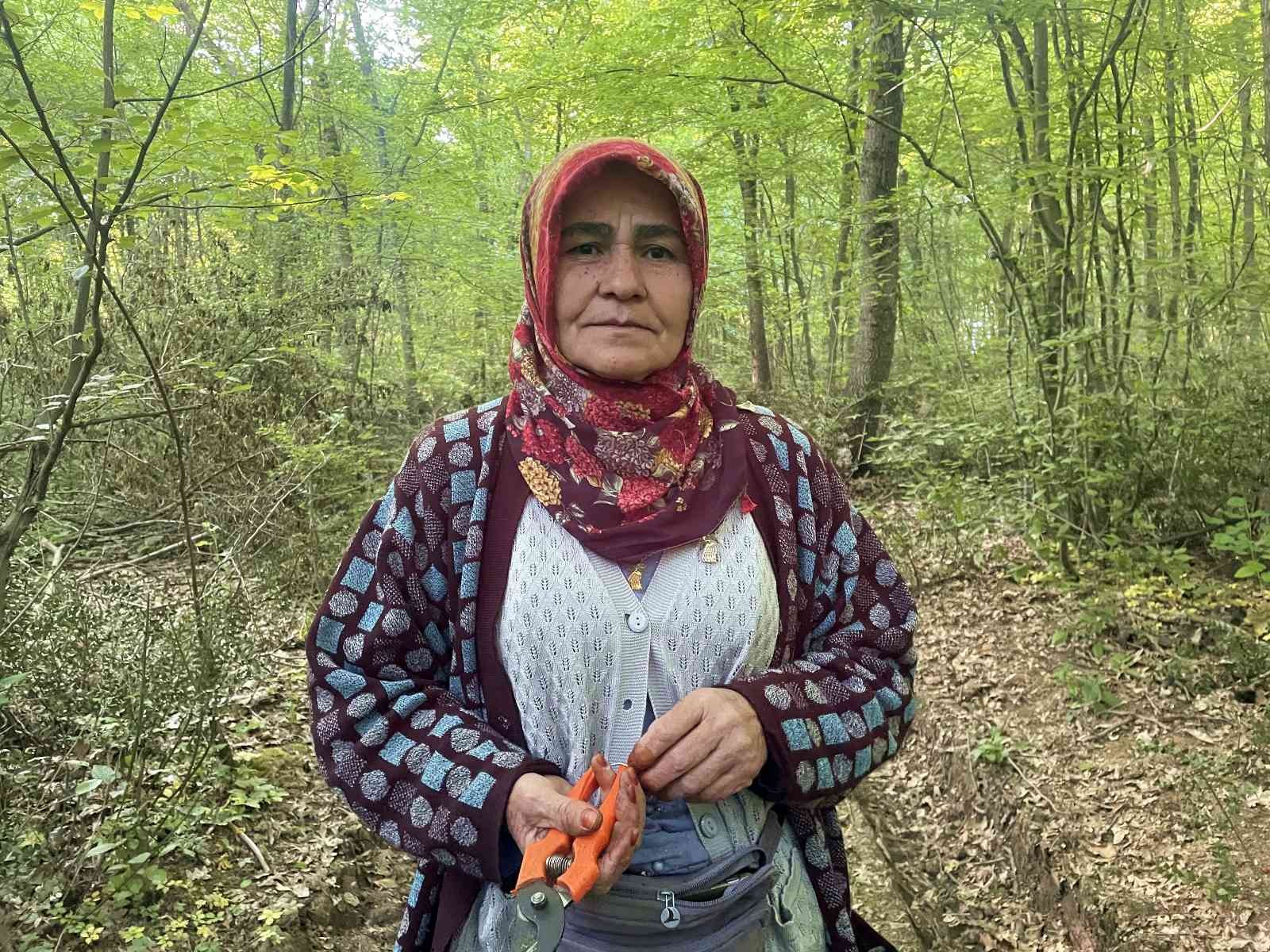 Sakarya’nın Kaynarca ilçesinde ormanlık alanda ‘tavşan memesi’ yandak dikeni olarak ta bilinen bitkiyi toplayan kadınlar zorlu şartlar altında ...